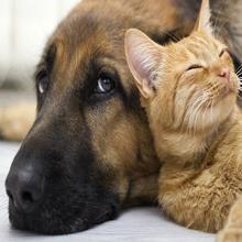 600W huis Ues dichtbij van het Infrarode LEIDENE Lichte het Aluminiumlegering Therapieapparaat 4